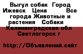 Выгул собак. Город Ижевск › Цена ­ 150 - Все города Животные и растения » Собаки   . Калининградская обл.,Светлогорск г.